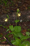 Kentuckey lady's slipper